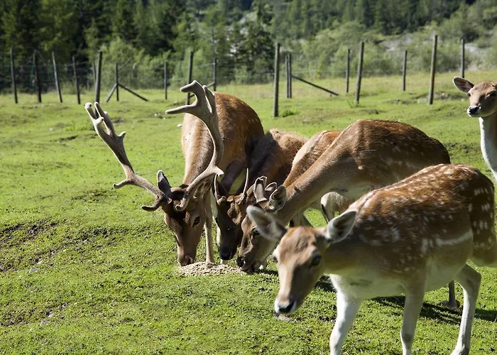Alpengasthof Gern Alm Pertisau